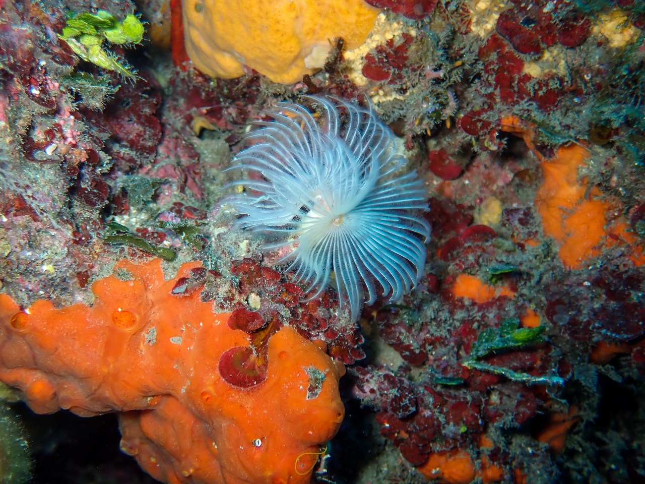Protula tubularia Protula tubularia